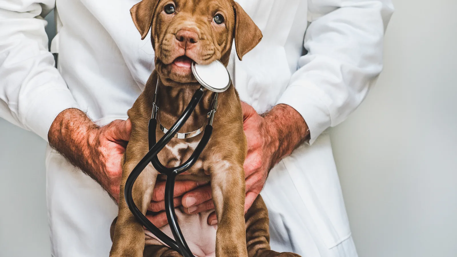 Veterinarian examining a puppy